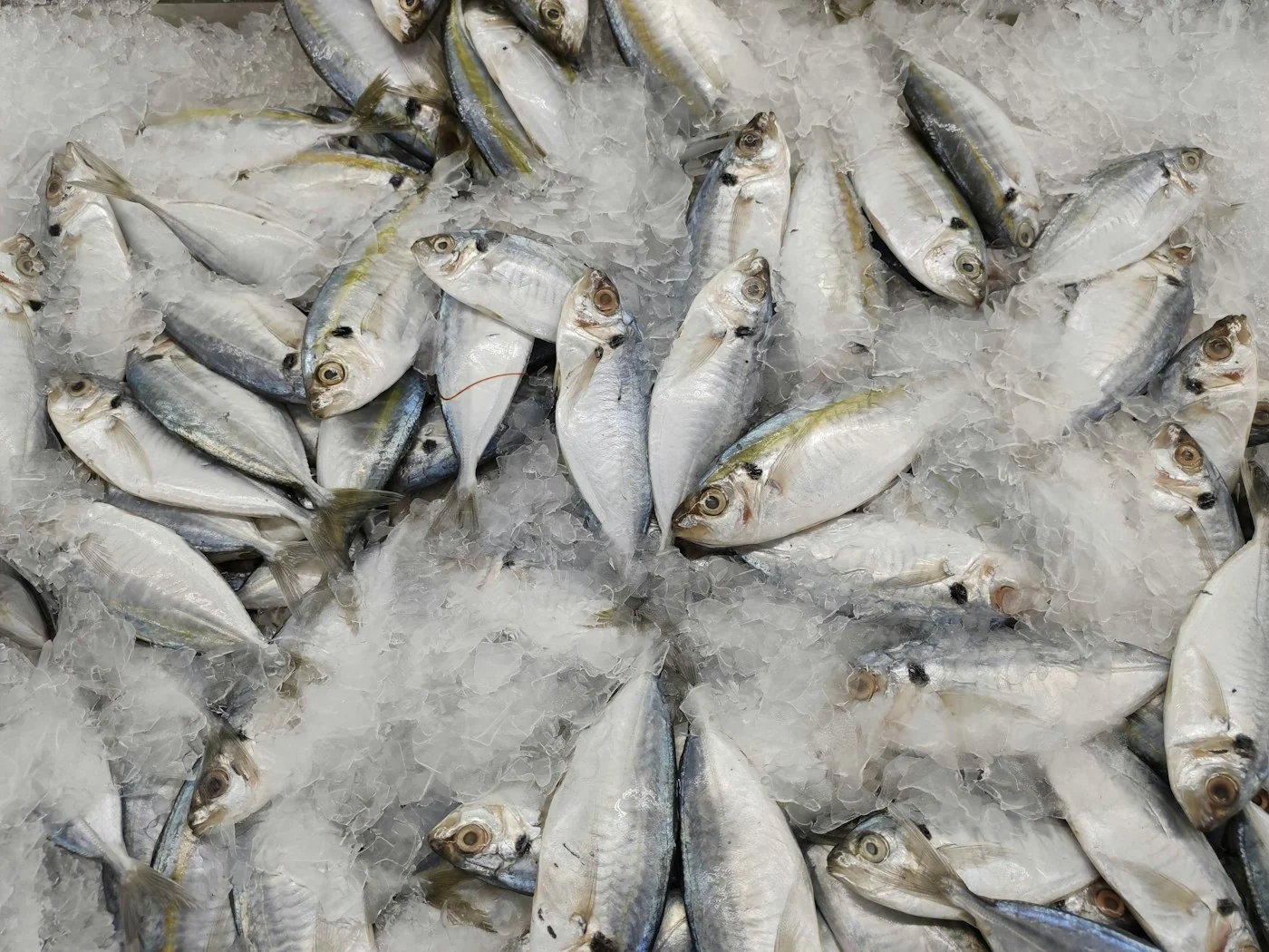 Fish on crushed ice — illustrative stock photograph